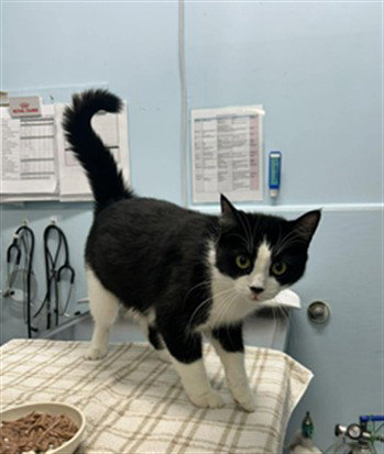 SPICE, an adoptable Domestic Short Hair in London, ON
