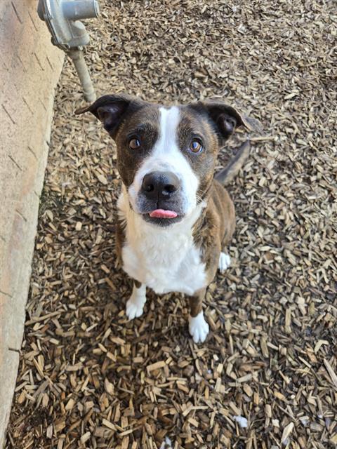 VIXEN, an adoptable Boxer in London, ON