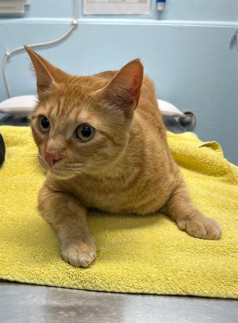 BLAZE, an adoptable Domestic Short Hair in London, ON