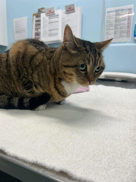 DANDELION, an adoptable Domestic Short Hair in London, ON