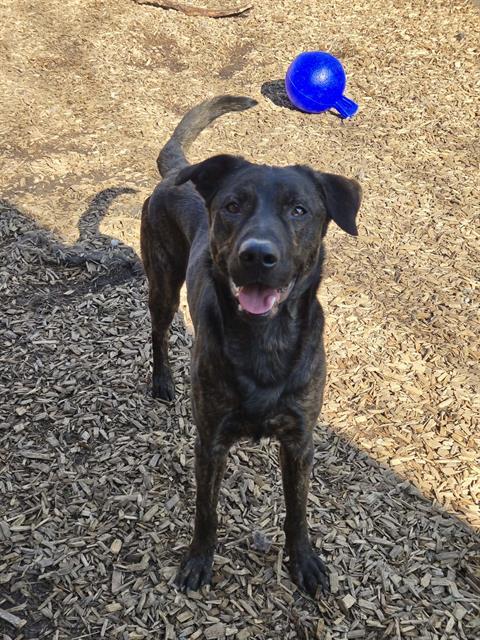 REEBOK, an adoptable Belgian Shepherd Malinois in London, ON