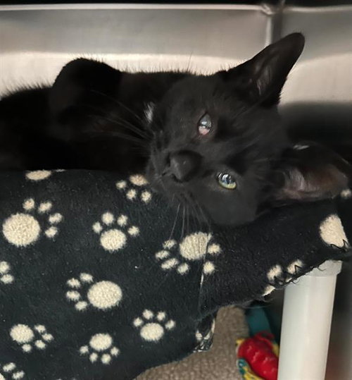 MIDNIGHT, an adoptable Domestic Short Hair in London, ON