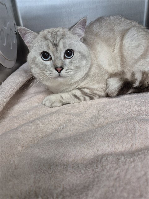 SKITTLES, an adoptable British Shorthair in London, ON