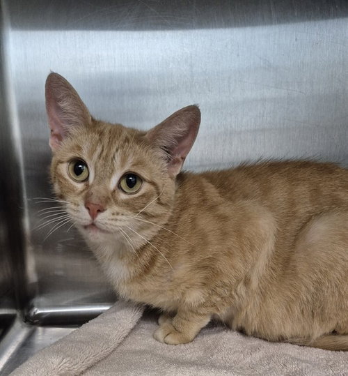 GRACIE, an adoptable Domestic Short Hair in London, ON