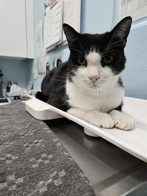 WINSTON, an adoptable Domestic Short Hair in London, ON