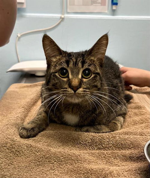 MAPLE, an adoptable Domestic Short Hair in London, ON