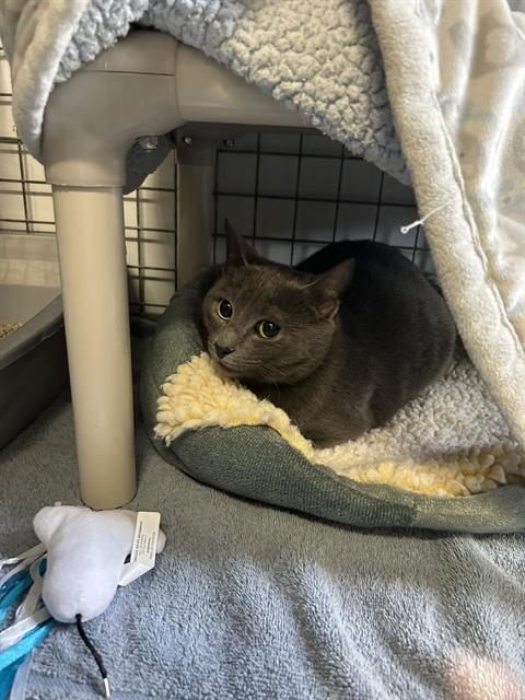 SONNET, an adoptable Domestic Short Hair in London, ON