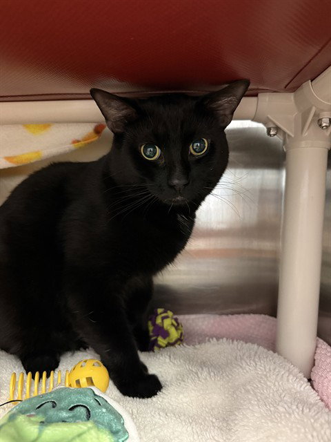 SMITTY, an adoptable Domestic Short Hair in London, ON