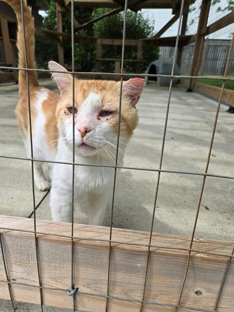 MAXIMUS, an adoptable Domestic Short Hair in London, ON
