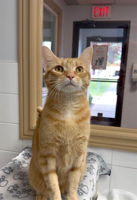 FLOYD, an adoptable Domestic Short Hair in London, ON