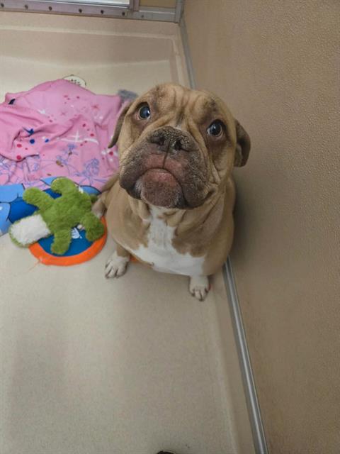 PORKCHOP