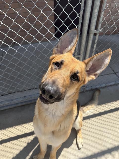 OAKLEY, an adoptable German Shepherd Dog in London, ON
