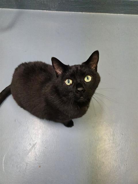 SYLVAN, an adoptable Domestic Short Hair in London, ON