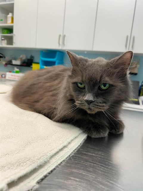 FELICETTE, an adoptable Domestic Long Hair in London, ON