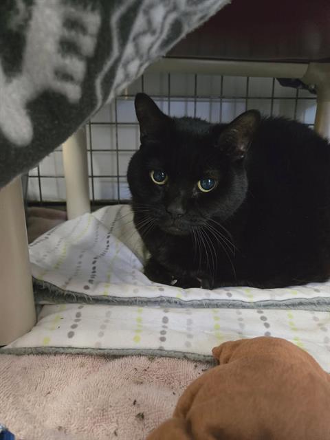 SHEBA, an adoptable Domestic Short Hair in London, ON
