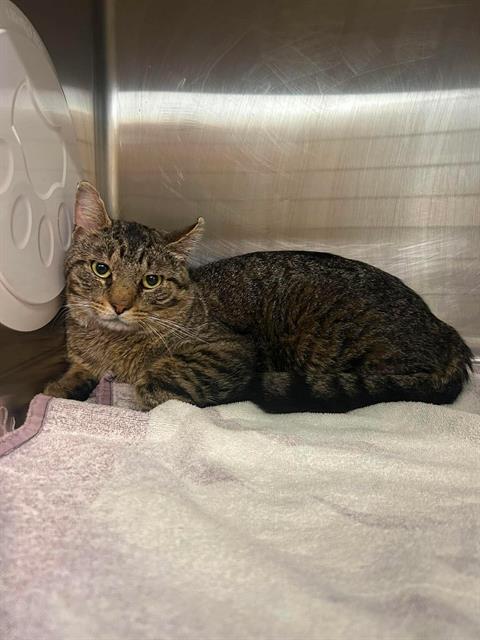 REUBEN, an adoptable Domestic Short Hair in London, ON