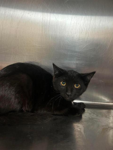 JERICHO, an adoptable Domestic Short Hair in London, ON