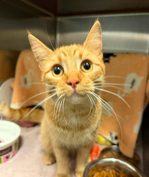 PULP, an adoptable Domestic Short Hair in London, ON