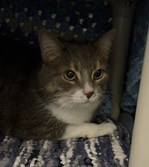 ADMIRAL, an adoptable Domestic Short Hair in London, ON