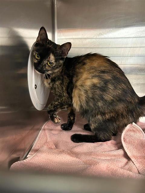 THEODORA, an adoptable Domestic Short Hair in London, ON