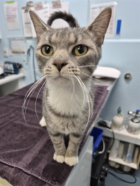 HADDOCK, an adoptable Domestic Short Hair in London, ON