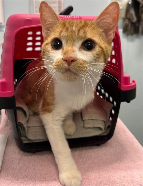 FISHY, an adoptable Domestic Short Hair in London, ON