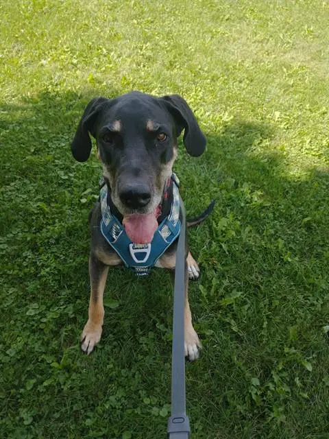 Paisley - Great Dane