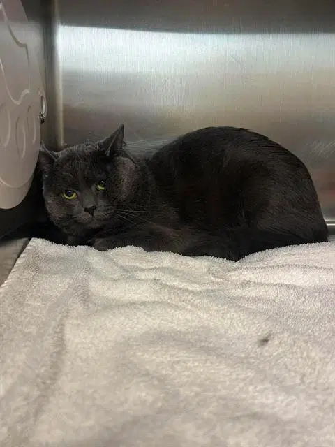 Samuel - Domestic Short Hair