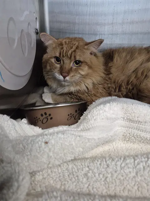 Warren - Domestic Medium Hair