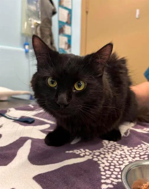 Zorro - Domestic Medium Hair