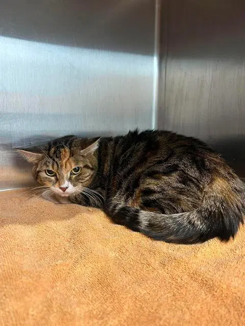Ashby - Domestic Short Hair