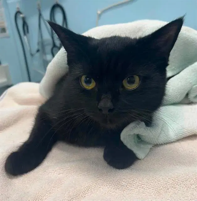 Scarlet - Domestic Medium Hair
