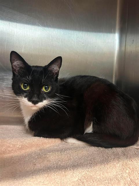 LOUISA — rescue pets and adoption awareness