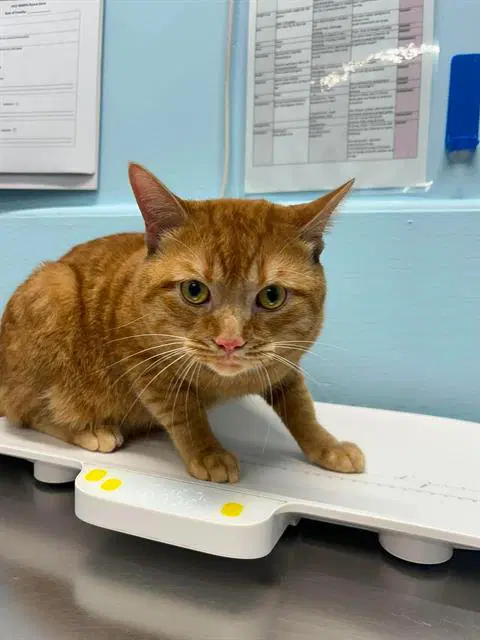 Frank - Domestic Short Hair