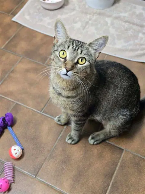 Eliza - Domestic Short Hair