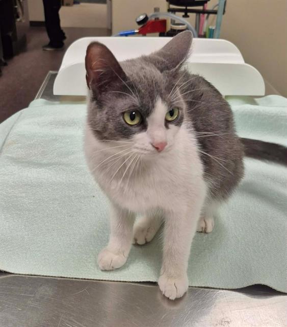 Dolly Purrton