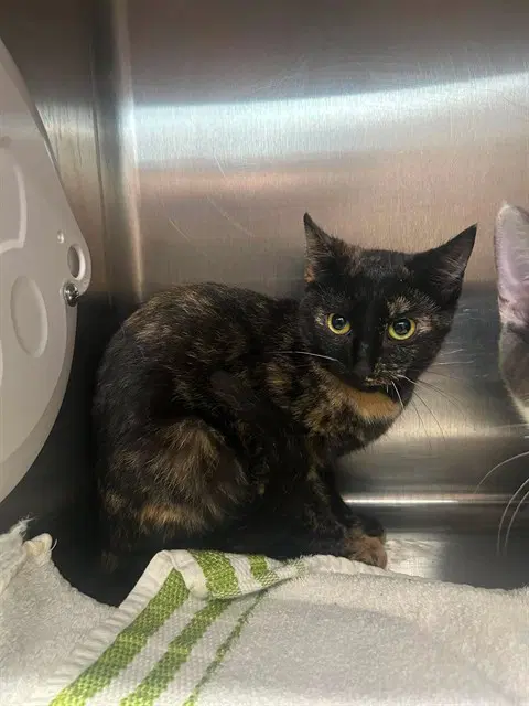 Magenta - Domestic Short Hair