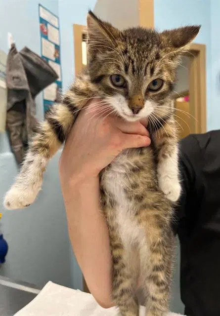 Kirk - Domestic Short Hair