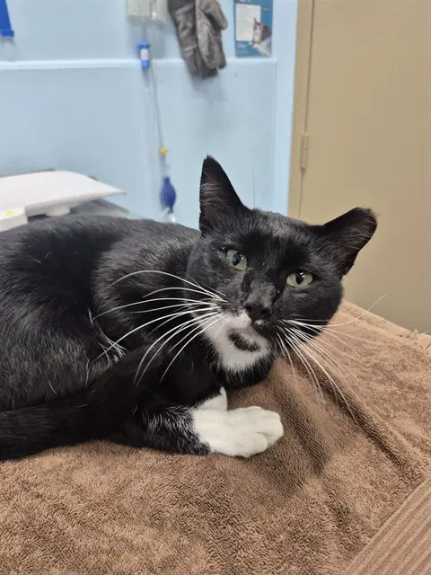 Von - Domestic Short Hair