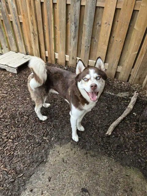 Rolo - Siberian Husky
