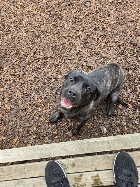 Enyce - Cane Corso Mastiff