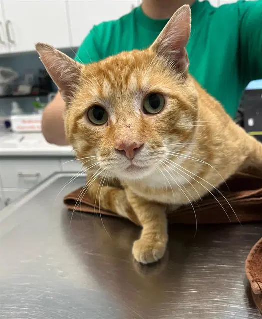Griffin - Domestic Short Hair