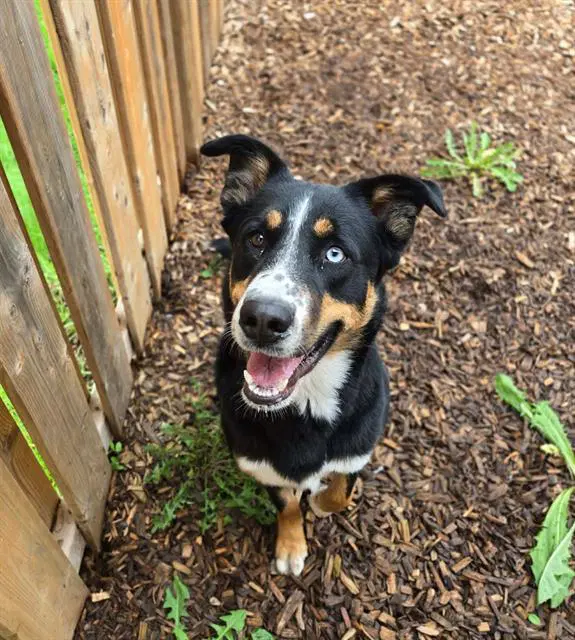 Hoopz - Australian Shepherd