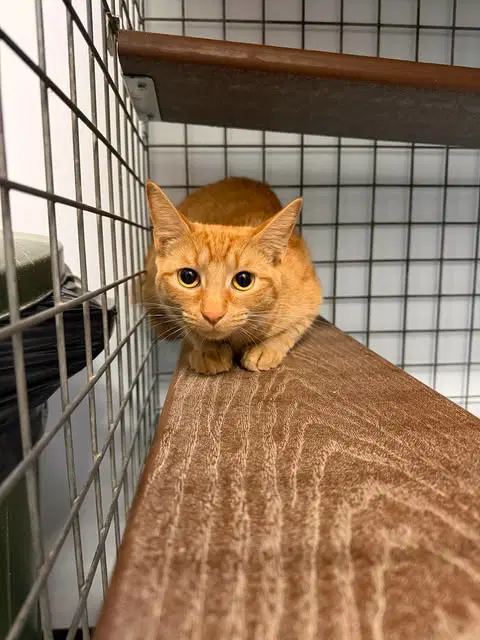Precious - Domestic Short Hair