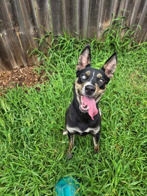 Mouse - German Shepherd Dog
