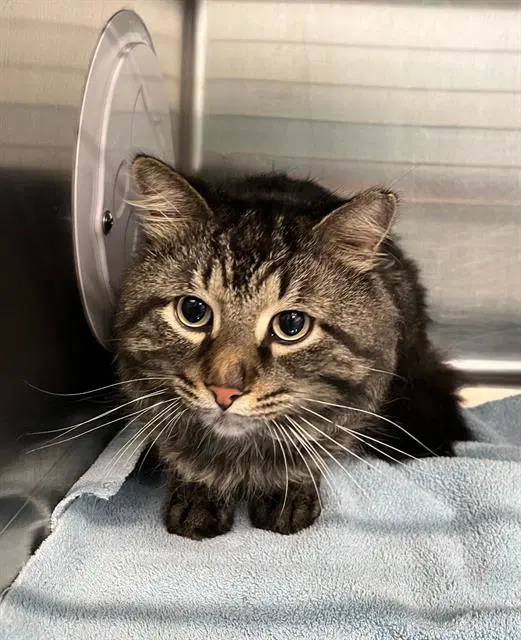 Edward - Domestic Medium Hair
