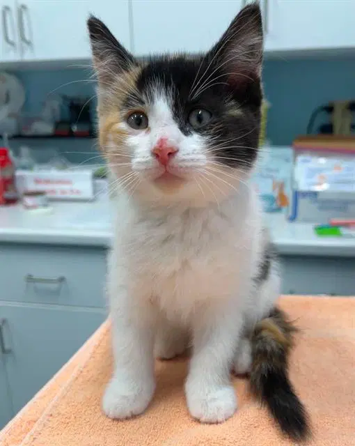 Bottle Cap - Domestic Short Hair