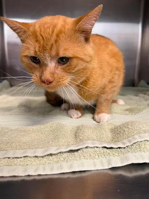Ledger - Domestic Short Hair