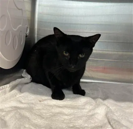 Button - Domestic Short Hair