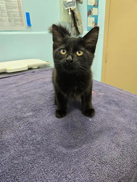Patootie - Domestic Medium Hair